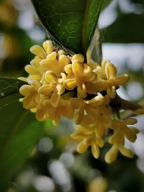 桂花盛开迎双节! - 美篇