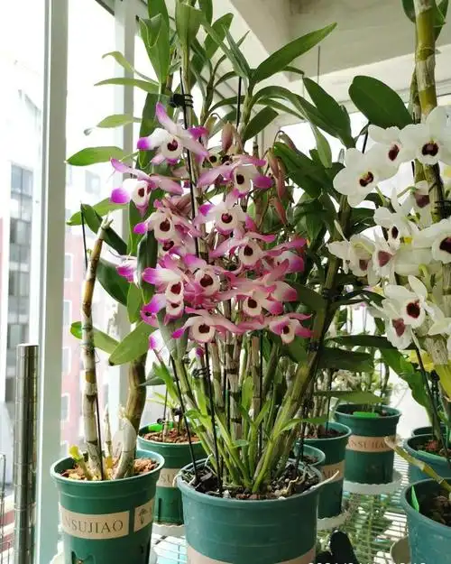 石斛兰"——兰科家族众多成员中的一个分支,其中内部又有一千多个品种