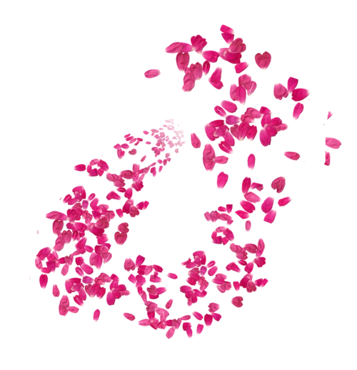 【玫瑰花瓣飘落素材】免费下载_玫瑰花瓣飘落图片大全png-90设计网