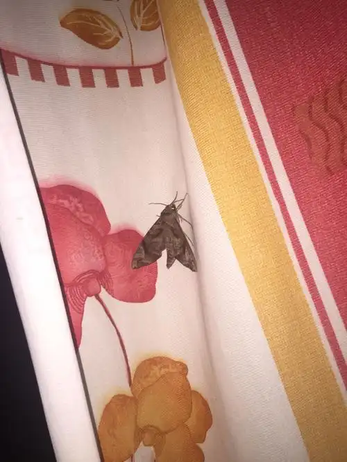 这是什么飞蛾有毒吗?