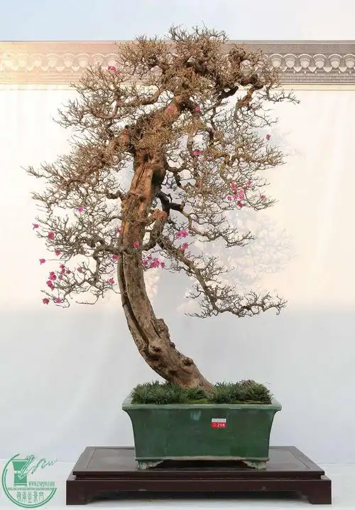 金奖盆景——广东省盆协30周年会员作品展