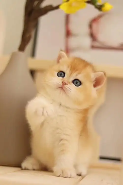 极品金渐层出窝萌化你的心