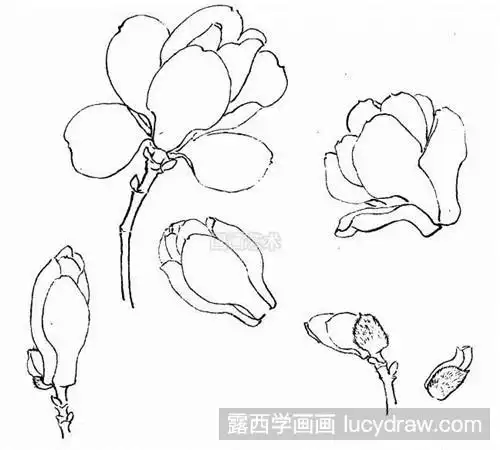 玉兰花国画教程