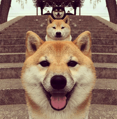 狗单身狗柴犬犬gif动图