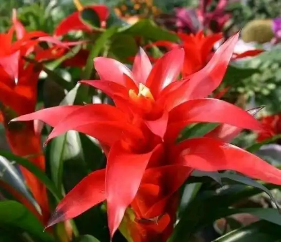 十大吉祥花(十大吉祥花 代表)