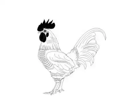 大公鸡简笔画图片大全 中级简笔画教程-第6张