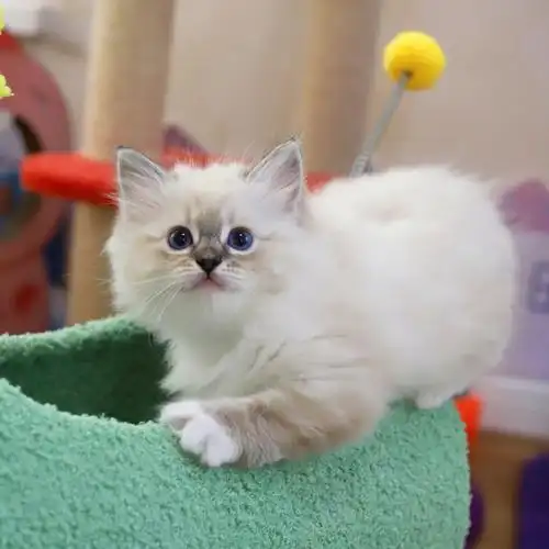 唯一的山猫手套色妹妹,眼睛超级蓝～#布偶猫  #上海布偶猫舍  #我家