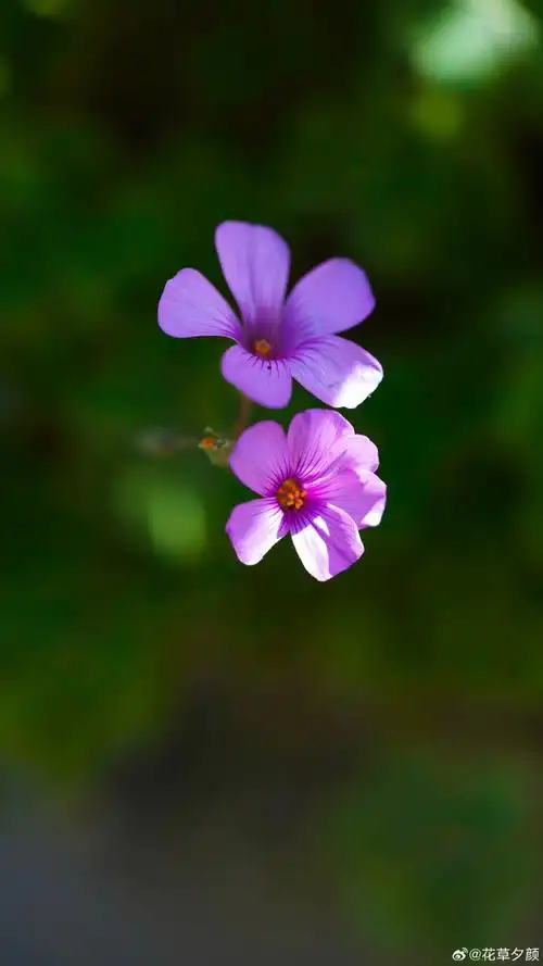 红花酢酱草,春天的小野花.  #随手拍##植物#植物超话