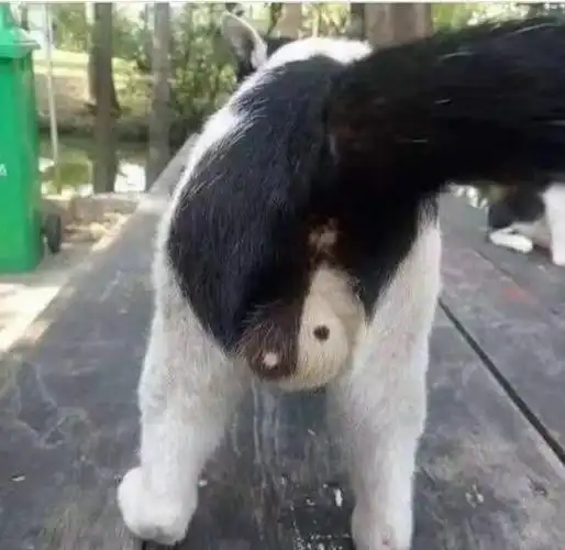 我家猫割了蛋蛋的后他喵的竟然喜当爹了