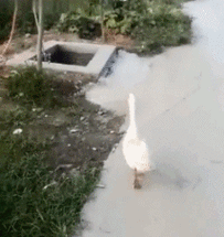 214_227gif 动态图 动图