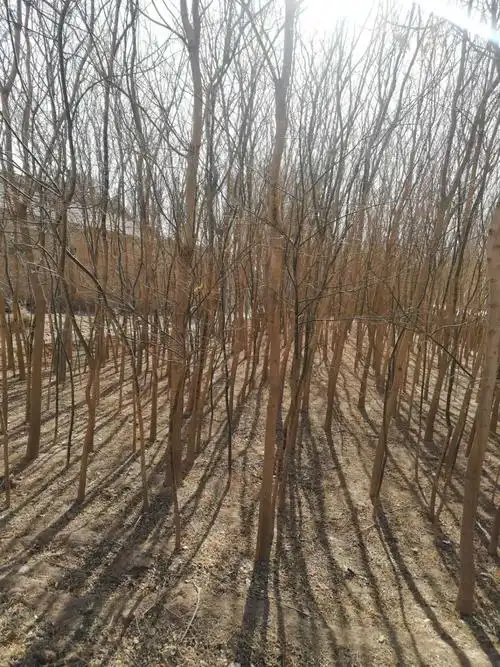 宁夏中宁县万株乔木出售:国槐树苗,满足大量供应