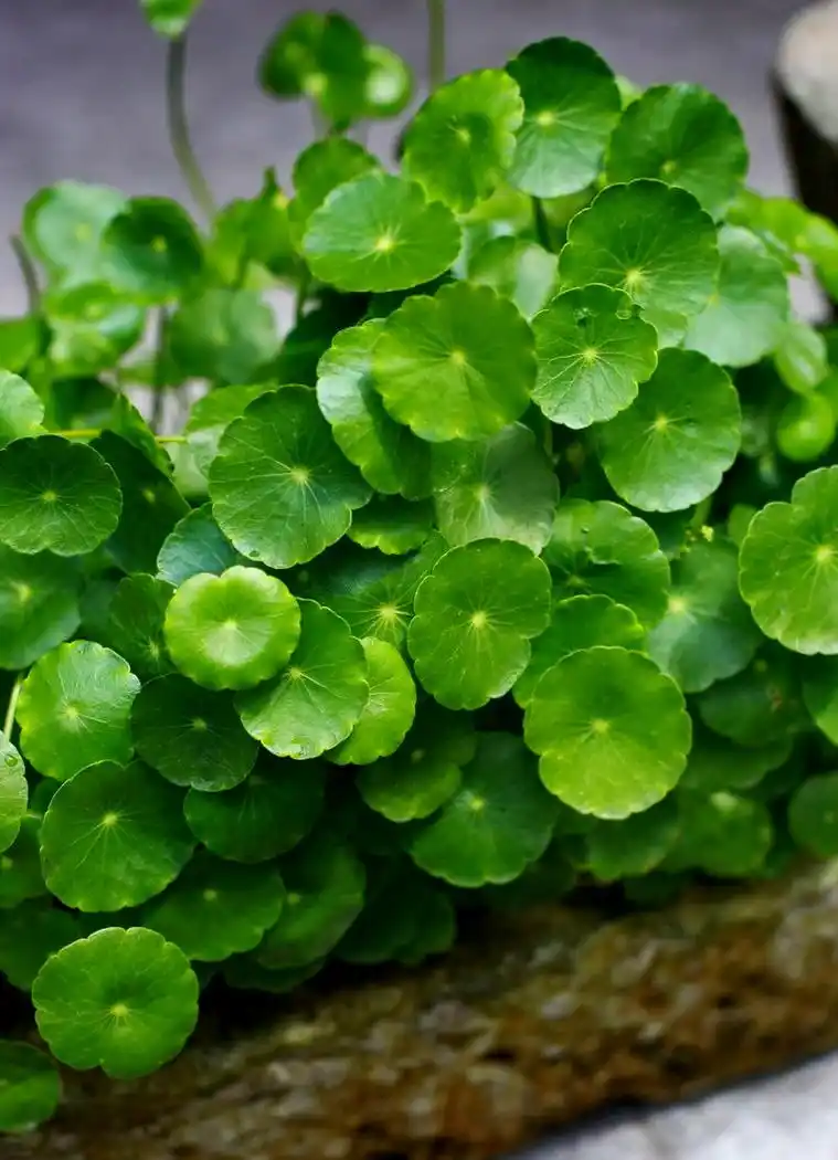 日月峡中草药:金钱草 - 自然之声