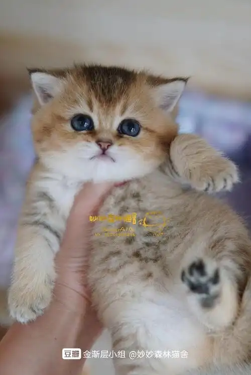 金渐层ny25妹妹待找新家