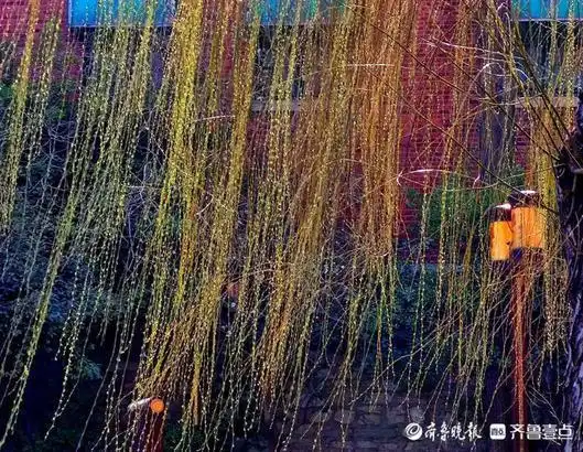 情报站|暖风吹得游人醉,济南大明湖畔杨柳吐翠春色怡人