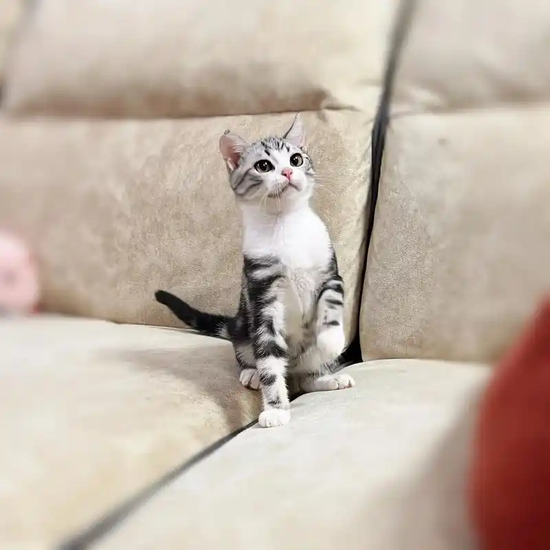 起司猫 #美短  - 抖音