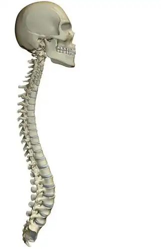 颅骨,骨骼,脊椎,无人,竖图,插画,室内,白天,白色背景,正面,数码,科技