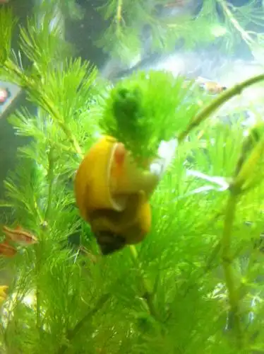 为什么挂在水草上?