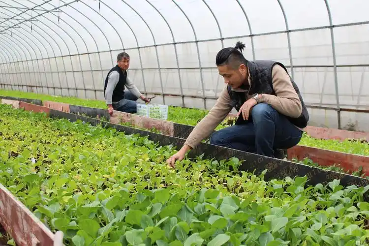 苏州遇见马来西亚!因为爱 她和他在望亭当农民种菜