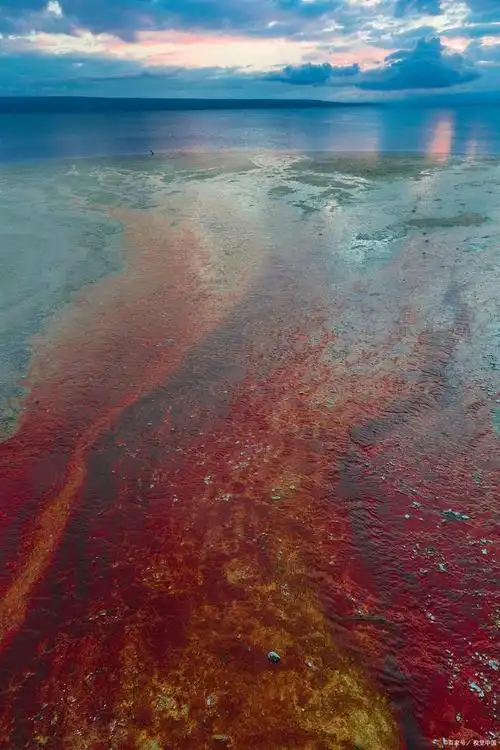 水华和赤潮的联系和区别?一片绿一片红