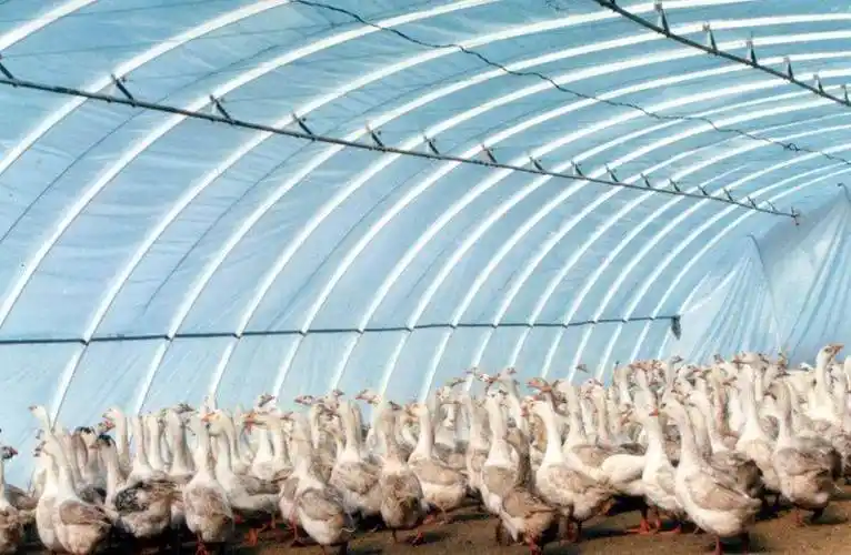 石嘴山养殖大棚多少钱一个平方养羊快速高效终身养护规格齐全