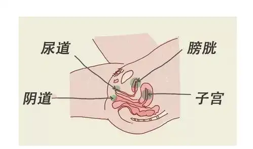 胡有宸:连载《伤寒论》解决男人女人的难"炎"之隐_尿道