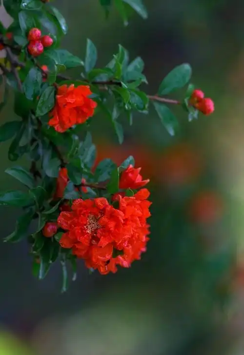 石榴花---4-中关村在线摄影论坛