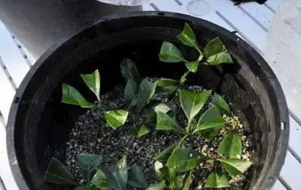 茶花扦插技术,育苗方法大全