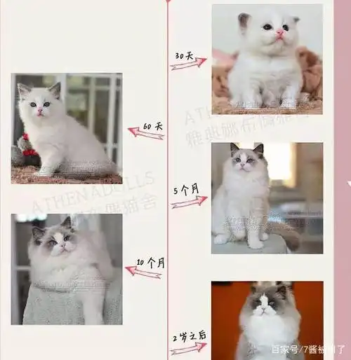 带你养猫系列——传统系布偶,波斯系布偶和新脸版布偶如何区分