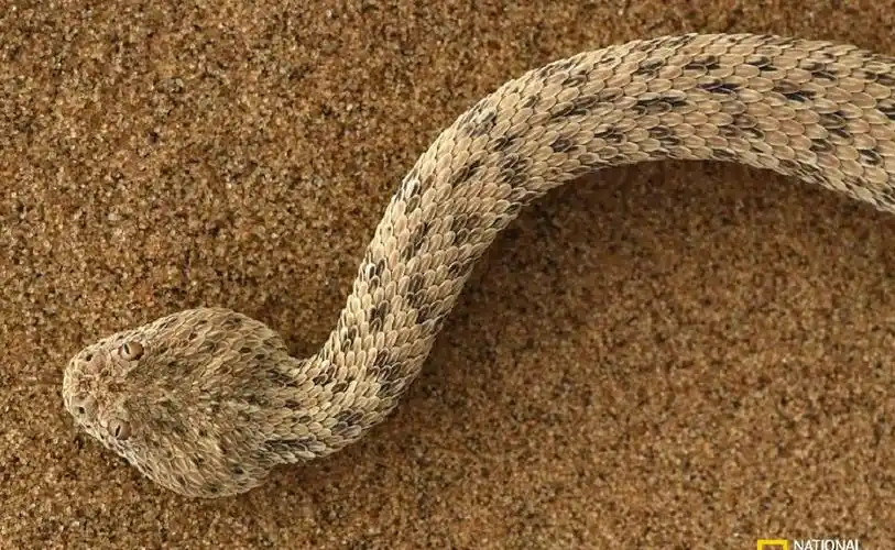 世界上最古老的沙漠, 旁边就是无垠大海, 充满生机勃勃的景象