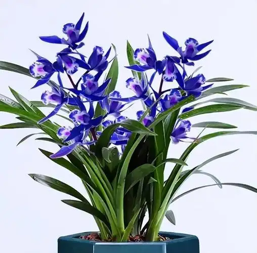 不到百元,入手了一款"顶级"兰花,通体宝蓝,很漂亮