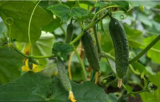 种黄瓜如何科学施肥?黄瓜菌肥和化肥是否混用