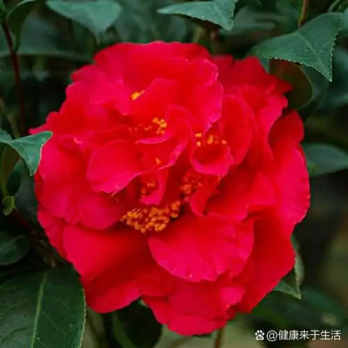 动态夏日征集令# 克瑞墨大牡丹茶花:巨型带香味的阳台四季常青好养