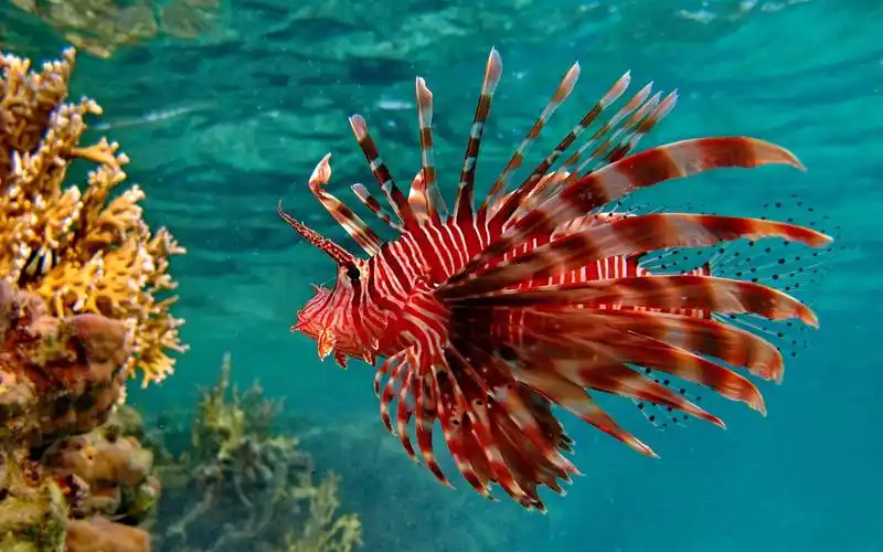 水下,红色鱼,水,海