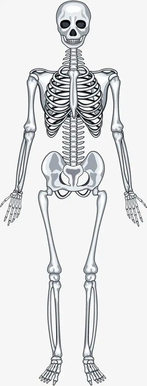 简笔画人体骨骼结构图简笔画幼儿骨骼简笔画儿童版人体骨骼简笔画手绘