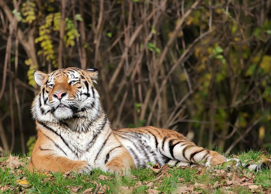 野生东北虎闯进黑龙江村庄飞奔一掌拍碎车窗它的杀伤力多强