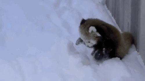 抛雪gif奔跑gif雪地gif玩耍gif