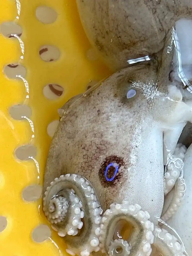 前段时间经常刷到的#蓝环章鱼 ,今日清理菜品 - 抖音