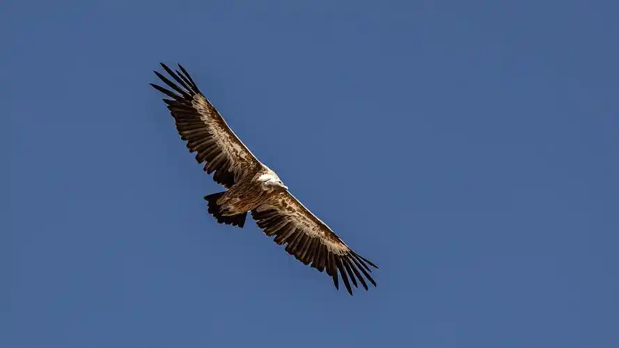 壁纸于2020-06-16上传元气壁纸平台,鸟壁纸【529】壁纸是一款电脑壁纸