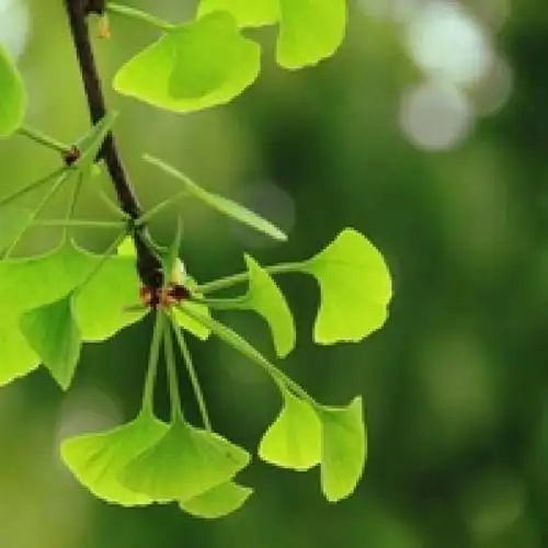 型为扇形对称,银杏叶的叶缘一分为二寓意着和谐,银杏叶寓意还有着调和