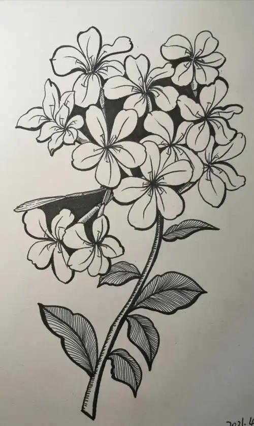 线描花卉