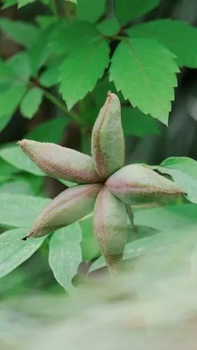 牡丹娘娘心里住着一个派大星牡丹花后海星果实