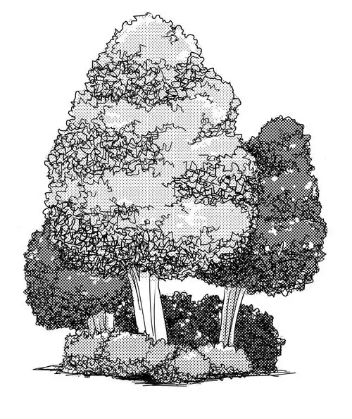 第88课树丛的画法