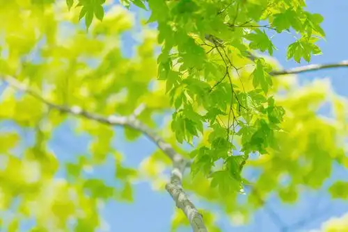 春日限定95 绿色是春天最好的.