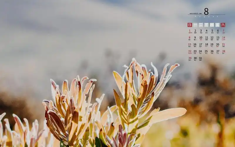 2021年8月小清新唯美风光日历,月历壁纸-回车桌面