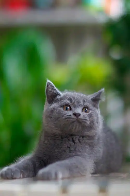 出售杭州本地家养纯种英短蓝猫