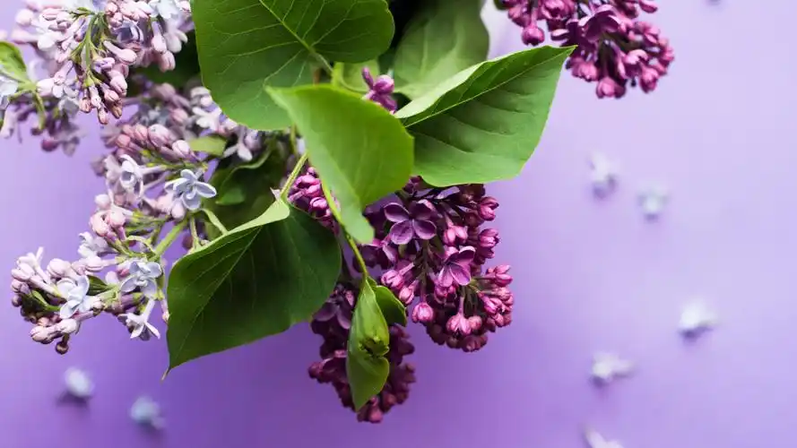 唯美丁香花小清新高清桌面壁纸