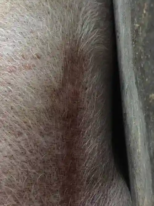 养猪疾病治疗大猪前肢背部有出血点后肢呈八字型不能站立