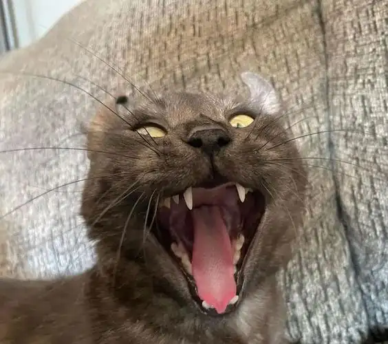 感觉:有本事来打我呀~卷曲直立的耳朵就像一对犄角,再配上魔幻的表情