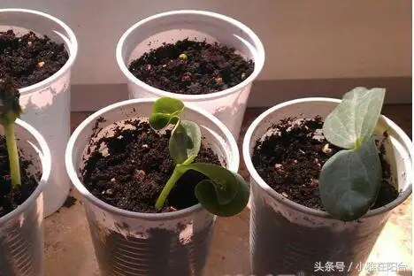 家庭种菜种子培育小经验