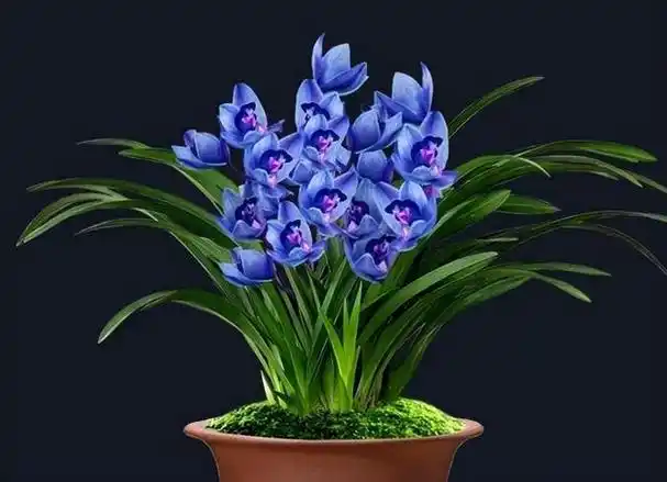 兰花价格最贵的品种(十大名贵兰花品种图片)